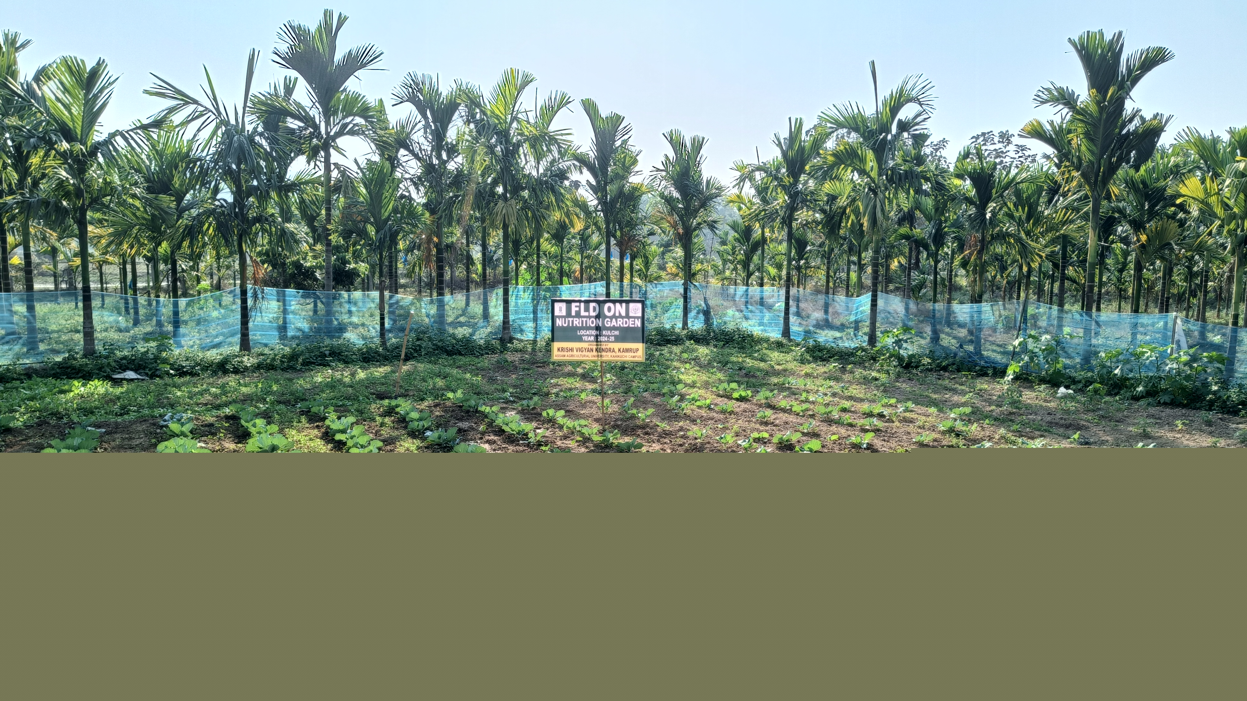 Nutrition garden at farmer's field